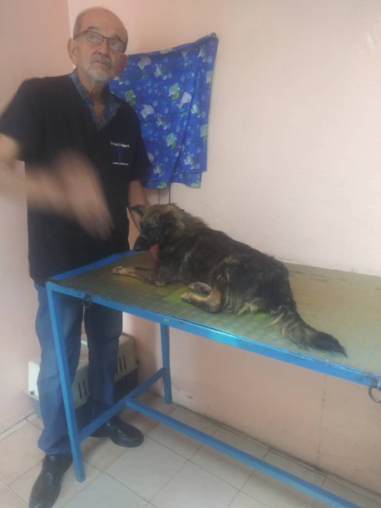 apoyocanino's tweet photo. Actualización perrita Barquisimeto ahora llamada #PELUSA 
Estamos muy felices porque el médico confirmó que en dos meses podría caminar de nuevo y con esto arrojó luces de esperanza
Doris se la llevó a casa pero ella no tiene como alimentarla
Necesita ayuda 04145341829 por favor https://t.co/hqYM84MC5L