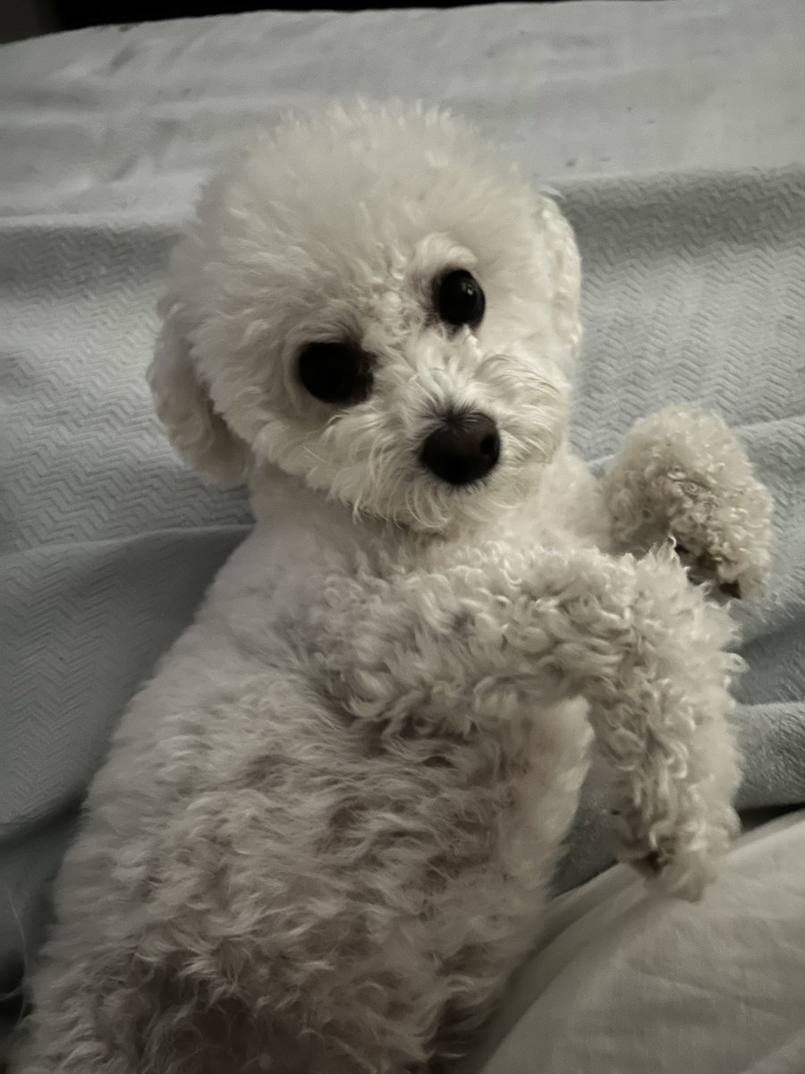 kbichon8's tweet photo. Luna says Thank Goodness it’s #Nationaldogday! Hope you are enjoying it with your bestie!! https://t.co/8zGcqCfQXl