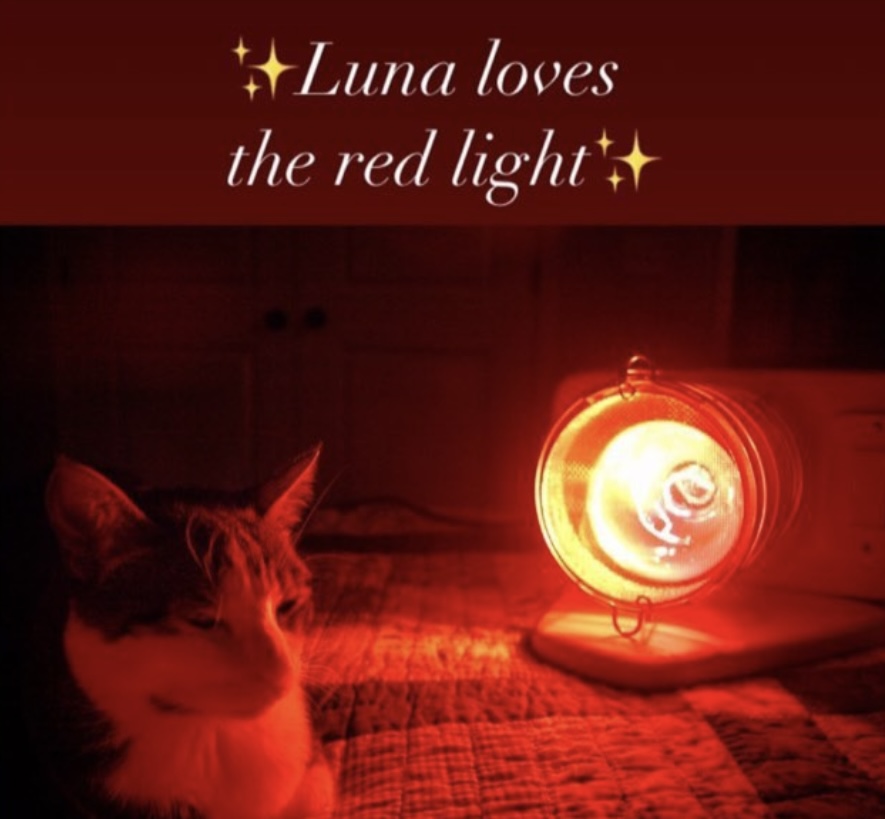 Happy #Caturday 

Luna loves the red light 😻 

sauna.space/products/photo…

#LightTherapy #PetTherapy #SaunaCat