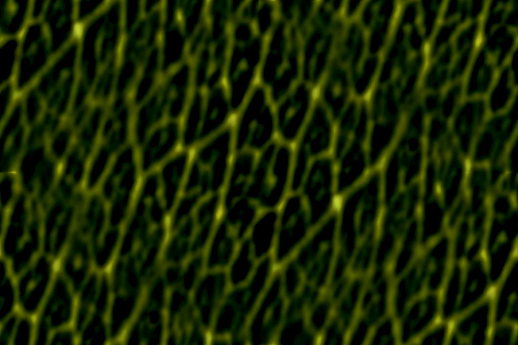 TheMightyBattleSquid tweet media