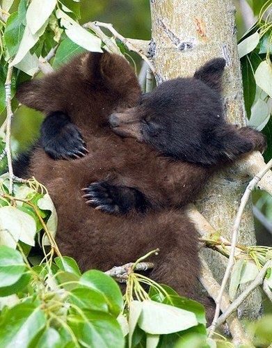 bear hug of the day 🐻🐻‍❄️

#GAKU #HIKARU