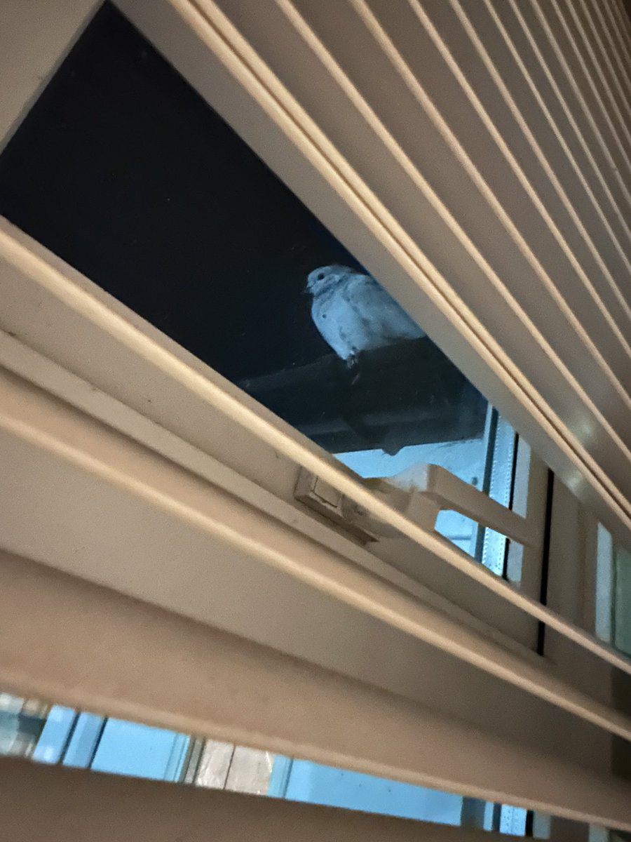shannontunn's tweet photo. @LukePlayIe @CJTunn Here he is when we got home 😭 https://t.co/PNewZtyi8V
