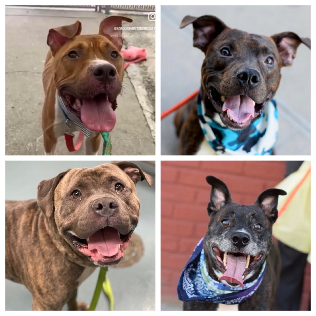Keith Olbermann's Dogs tweet media