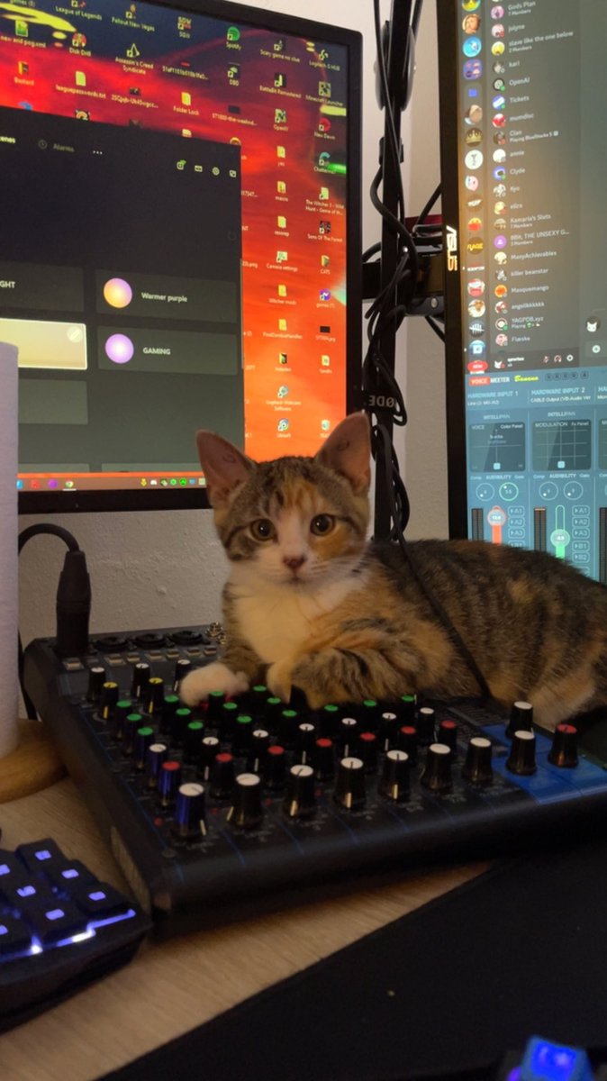 qewtex's tweet photo. Got my first cat, her name is zoe and shes 13 weeks old and very cute and cute and cute 

#cat #kitty #cute https://t.co/OMkmXXrTRs