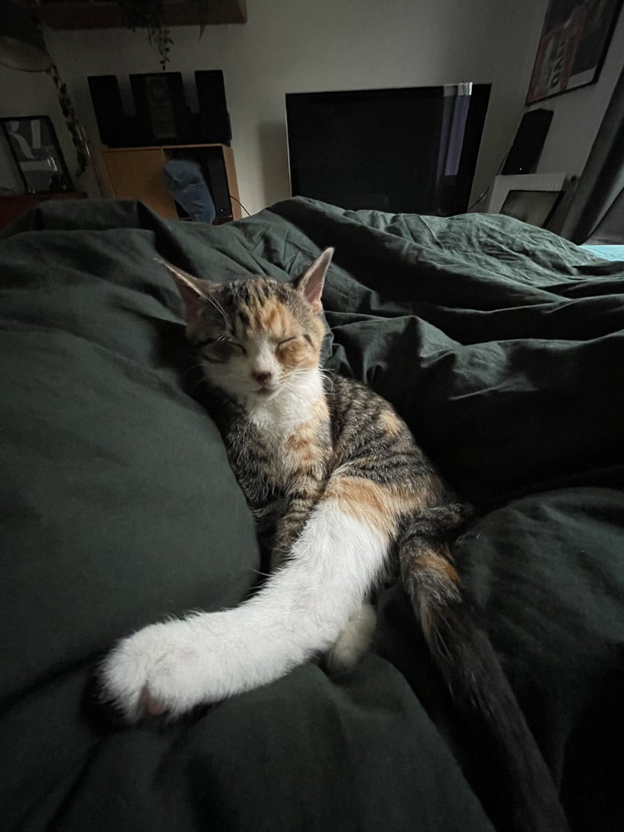 qewtex's tweet photo. Got my first cat, her name is zoe and shes 13 weeks old and very cute and cute and cute 

#cat #kitty #cute https://t.co/OMkmXXrTRs