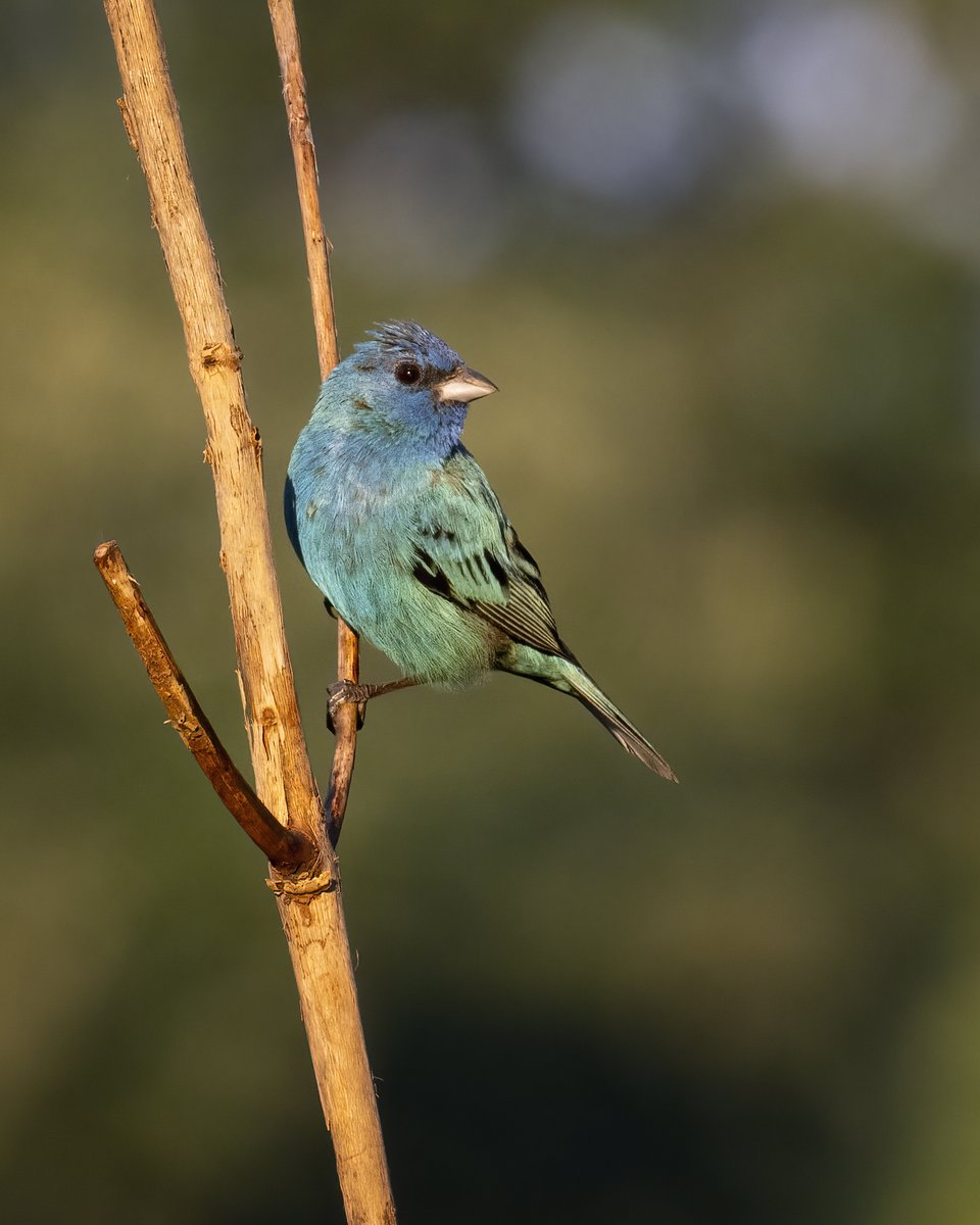 An Indigo Bunting's feathers are actually black, not blue. Their feathers distort the way light is reflected, making the male birds appear blue. As the angle of reflected light changes, the color can shift from blue to turquoise, as seen in this photo.