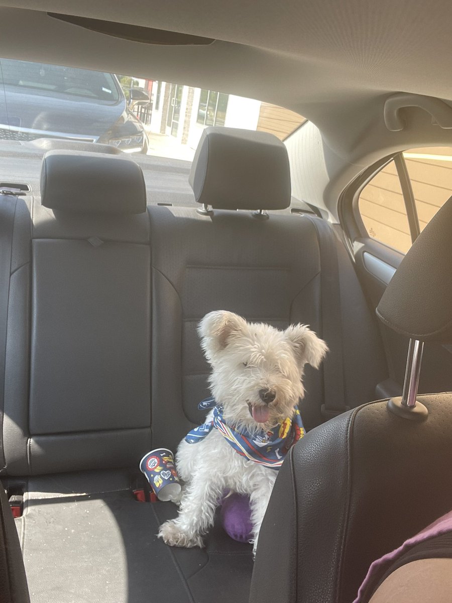 madeawiser's tweet photo. Took Albus to @DutchBros to celebrate #nationaldogday he clearly devoured his pup cup and loves his bandanna they gave him. 🫶🏽 #dutchpup https://t.co/RCRByMnV3V