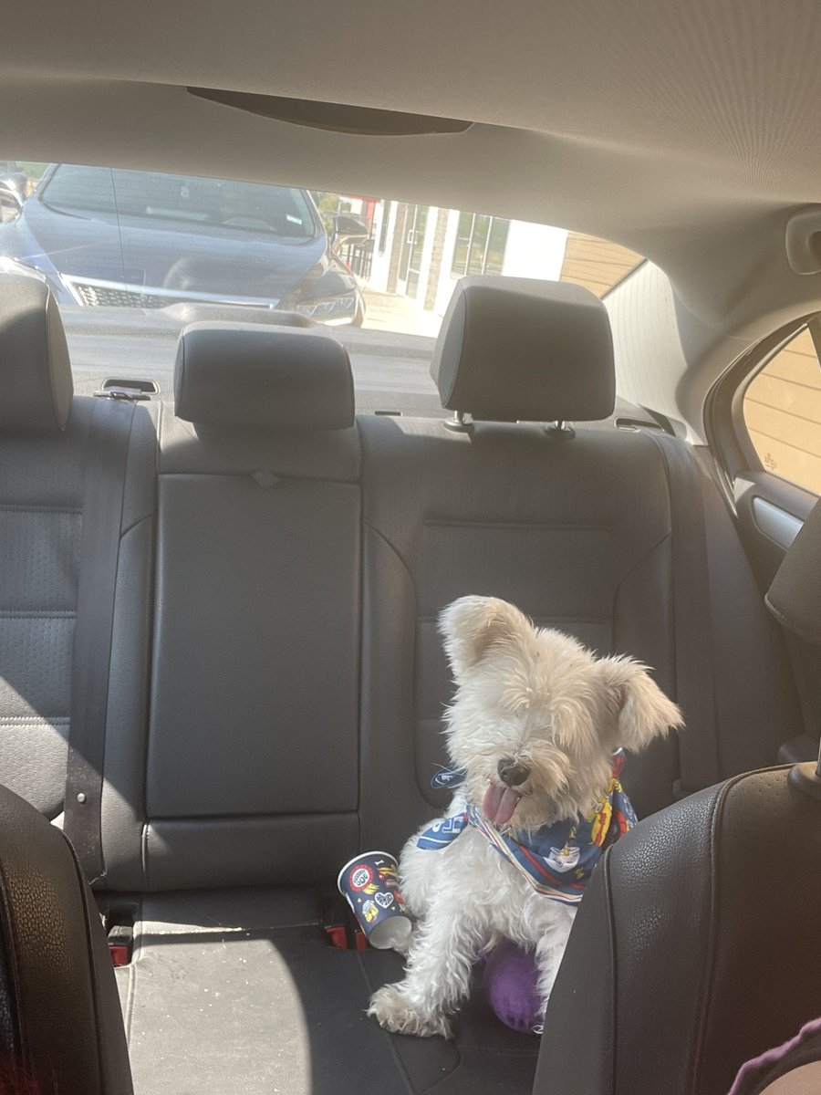 madeawiser's tweet photo. Took Albus to @DutchBros to celebrate #nationaldogday he clearly devoured his pup cup and loves his bandanna they gave him. 🫶🏽 #dutchpup https://t.co/RCRByMnV3V