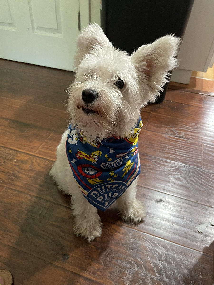 madeawiser's tweet photo. Took Albus to @DutchBros to celebrate #nationaldogday he clearly devoured his pup cup and loves his bandanna they gave him. 🫶🏽 #dutchpup https://t.co/RCRByMnV3V
