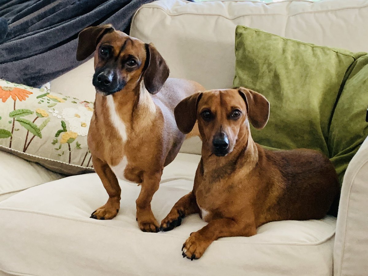Had to showcase Seymour and Izzy on “National Dog Day.”
They were adopted during a “Clear the Shelters” event in late August of 2018. 
Please rescue a dog, or two, today if you have the time, space and love to give!