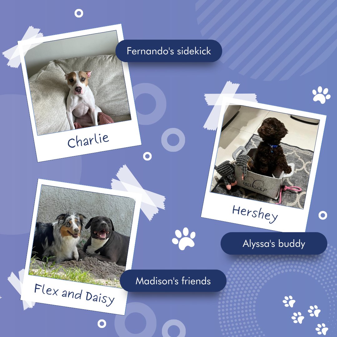 DigitalMules's tweet photo. Happy #NationalDogDay! Swipe to meet our team's furry friends. 🐶☺️ 

#Dogs #Pets #FurryFriends https://t.co/YsmMF7hOYU