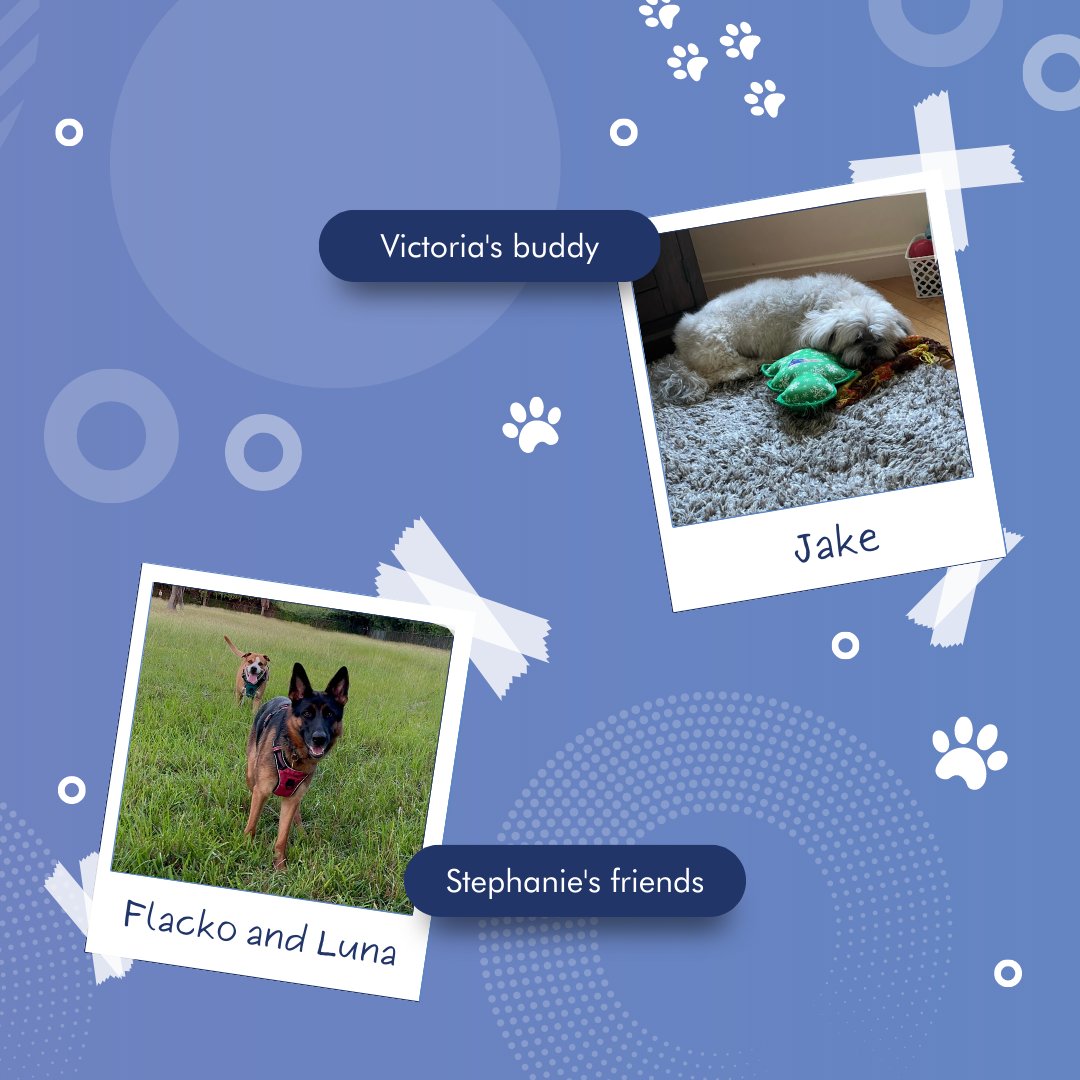 DigitalMules's tweet photo. Happy #NationalDogDay! Swipe to meet our team's furry friends. 🐶☺️ 

#Dogs #Pets #FurryFriends https://t.co/YsmMF7hOYU