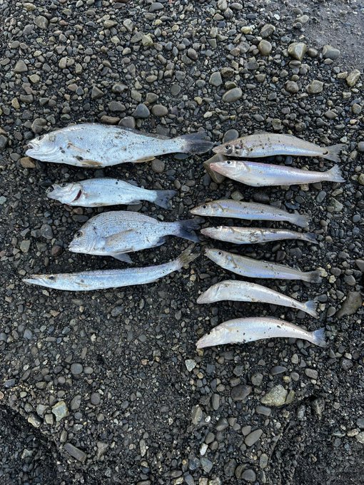 本日の釣果⭐︎ 