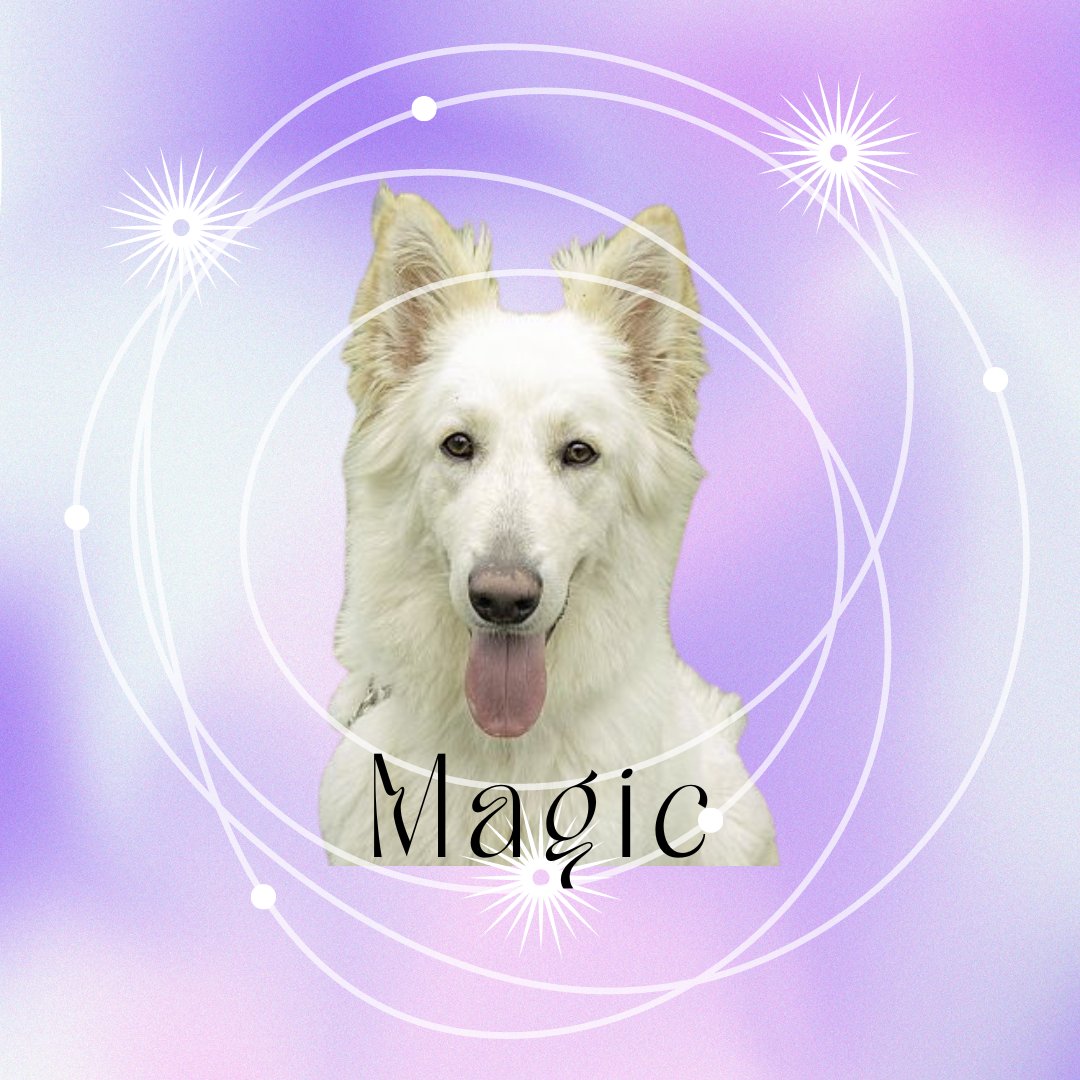 National Dog Day: A day to remind us that all dogs are magic ✨, and we're so lucky to have them. 

Share photos of the dogs who bring magic to your life! 💜 

And if you're looking for a new dash of sparkle in your life, come adopt a pup! 
👉 Adoptables:  bit.ly/33Gx9ZB