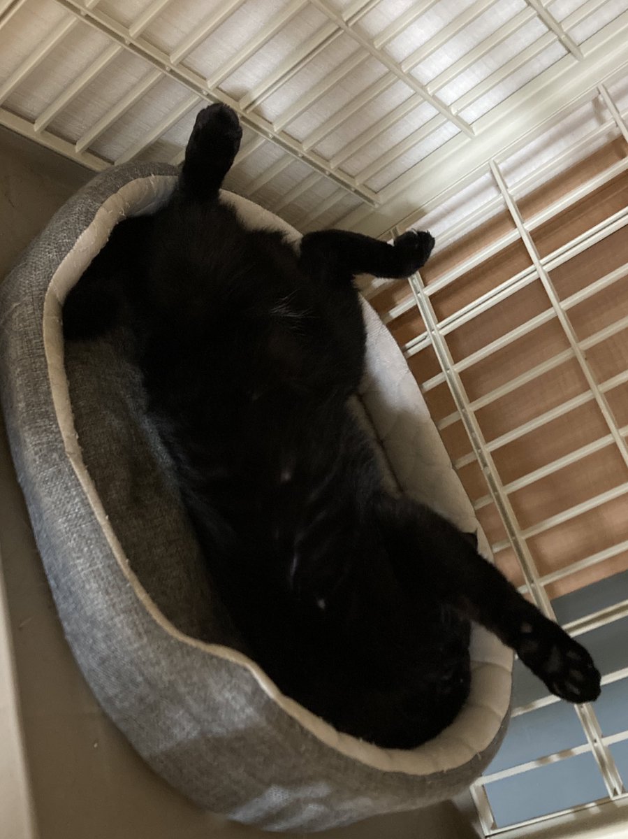 taka_6718's tweet photo. それぞれの夜
#猫のいる暮らし
#黒猫
#シャムトラ https://t.co/w6kaRdCPZM
