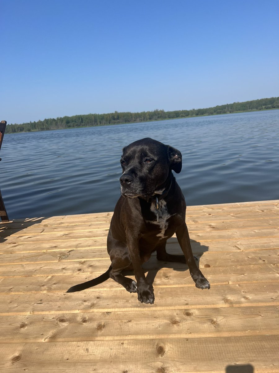 QuarryEdmonton's tweet image. Sharing some photos of our furry friends on #NationalDogDay

🐶🐾