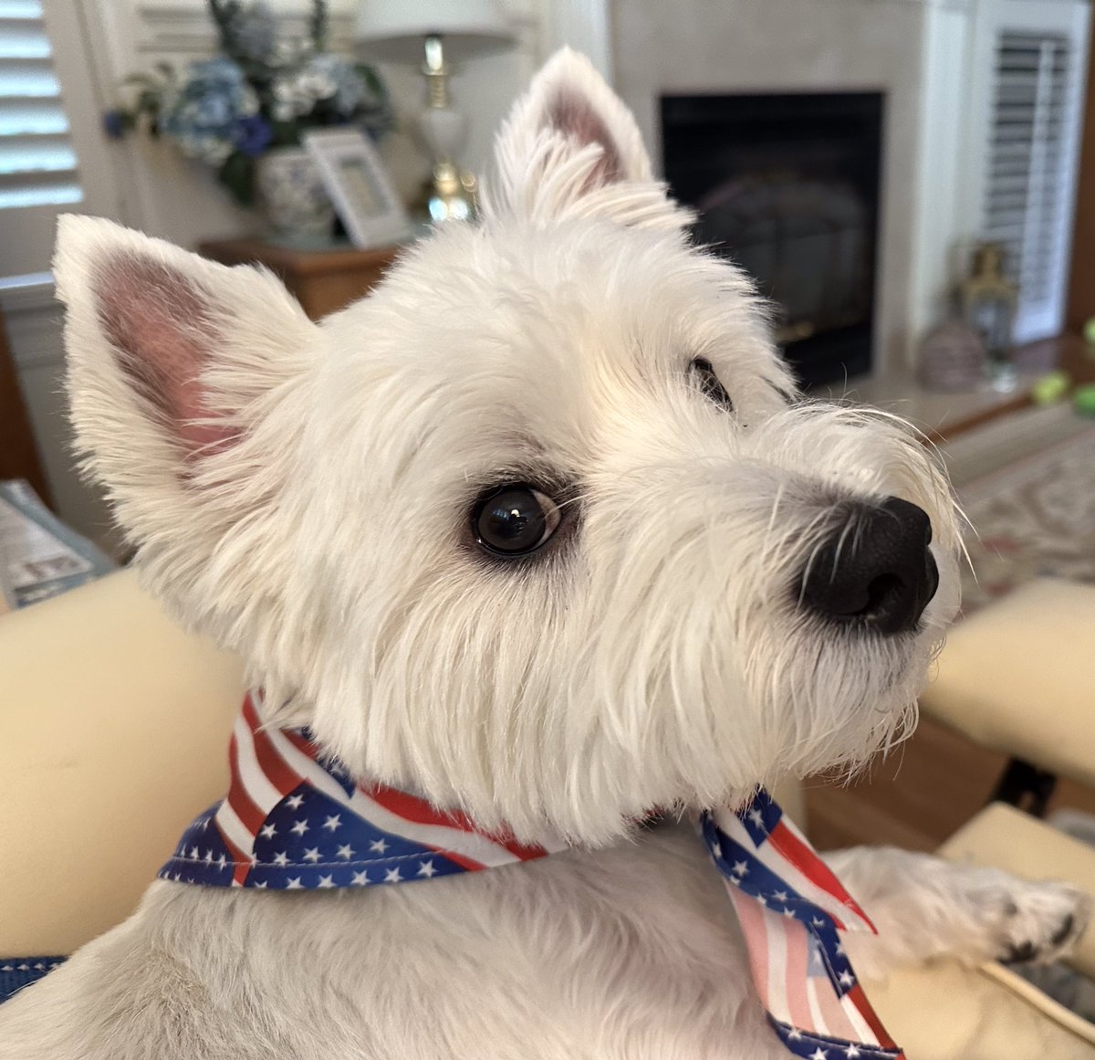 Happy International Dog Day.