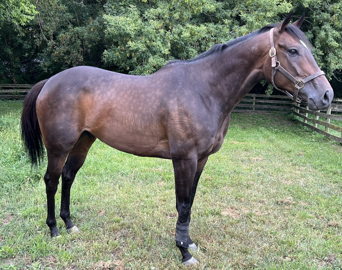 Welcome home Gambler (racing name Gate Crew)! #ottb #newhorseontheblock