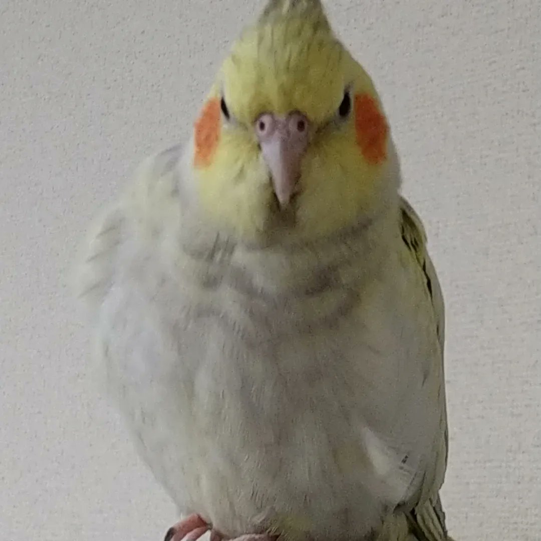 okame4kagomebr's tweet photo. ８月２６日（土）の午後1時過ぎに、大阪府茨木市新和町で飛び出してしまったオカメインコを探しています(T_T)
１歳半の女の子です。
全体的に黄色でシナモンパールの模様です。
ビビりやさんなので、心配でなりません(T_T)
情報ありましたら、茨木警察署かこちらにお願い���たします。
#迷い鳥 https://t.co/PayQ4Fel6z