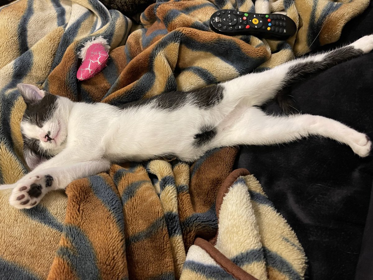 driverbobyosh's tweet photo. 爪をどこまで切れるのか一度プロに確認する
✅
ペットと暮らすことは『自然が家の中にいる』名言です👍😊
#軟膏 ❌ #油性
#クリーム 👌 #水性
#さくらラジオ
#BrightColorfromLA
#BCFLA
#成城こばやし動物病院
#小林元郎 先生 https://t.co/tBEElJoFnT