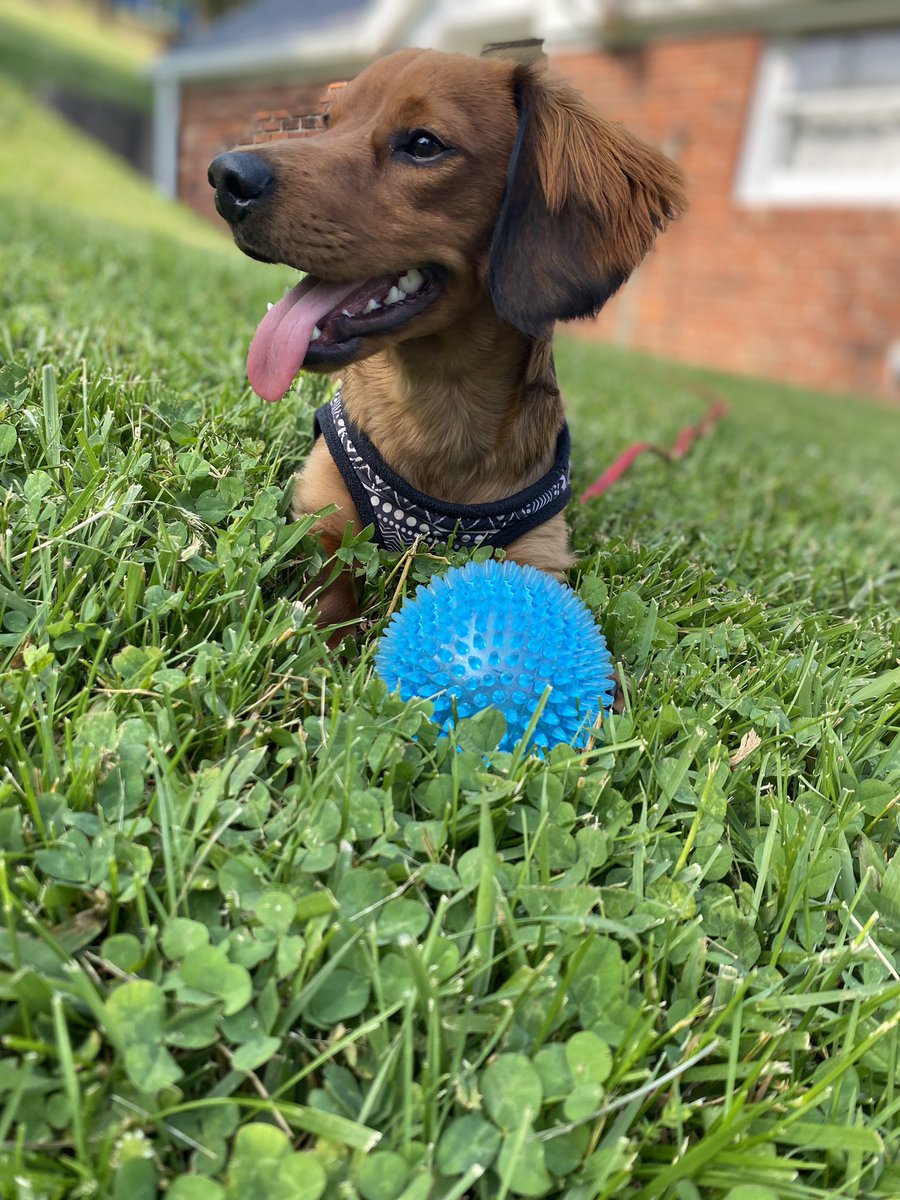thuggydeeb's tweet photo. @thehappydog_ Here is sweet Linus Alan. We adore 🥰 him. https://t.co/iBwDvsmkEr