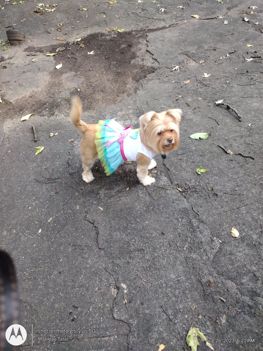 katylove2115's tweet photo. Good evening my family and friend's.Wishing everyone a bless Saturday. My baby Katy. Nice and clean.😀 https://t.co/Kfg9glCx7H