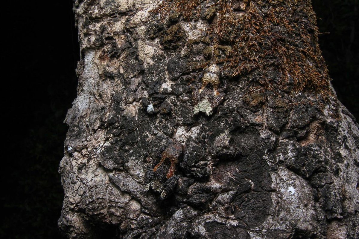 HowThingsWork_'s tweet photo. Impressive camouflage😮 Can you spot them? https://t.co/QsfsTe56Rd