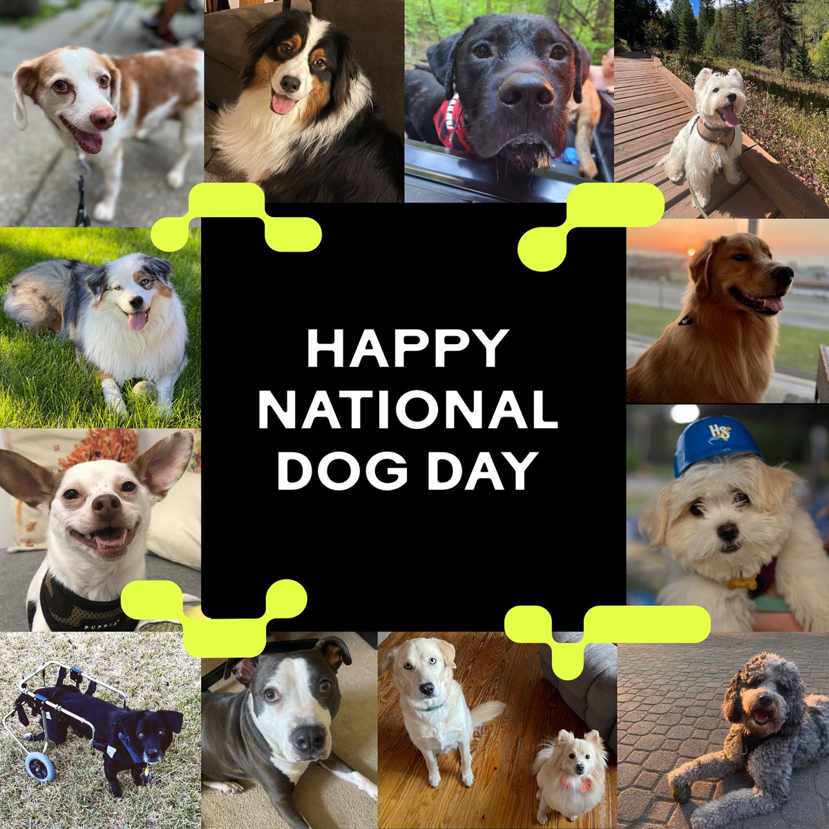 SplashFinancial's tweet photo. Happy #NationalDogDay! 🐶🎉🦴

Meet some adorable doggos from our very own team here at Splash. 

Very supportive coworkers, employees of the month (every month), 10/10. 

#splashfinancial #caninecoworkers https://t.co/Bbb9lhyKQj