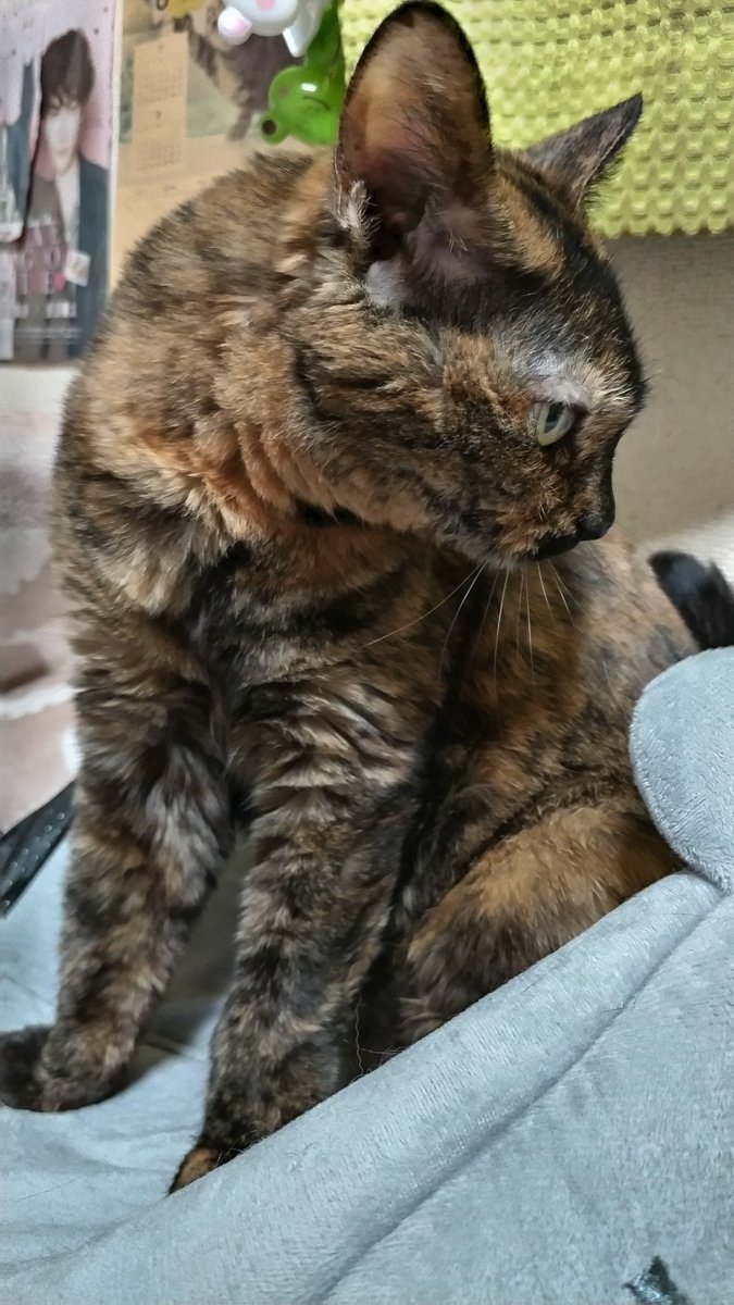 おはようございます😃 いまねこ #Cats