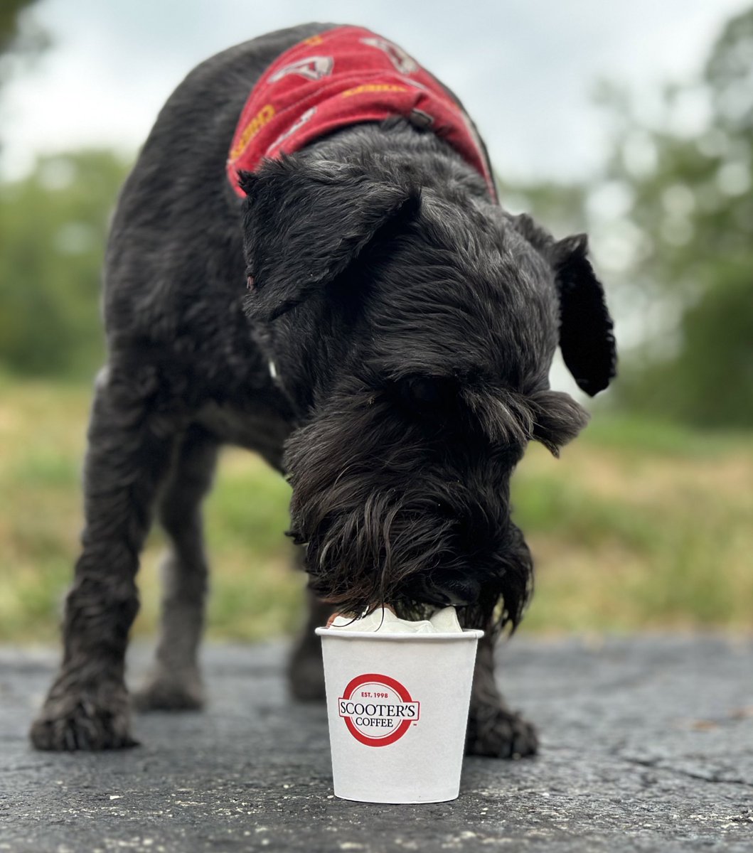 jenepperson's tweet photo. #ScootersPupCup #Scooterscoffee For Natl Pup Day we celebrated b4 the @Chiefs preseason game with a pumpkin pup cup. We missed the bandanna so we were game ready instead! https://t.co/cQt8Ur1i4x