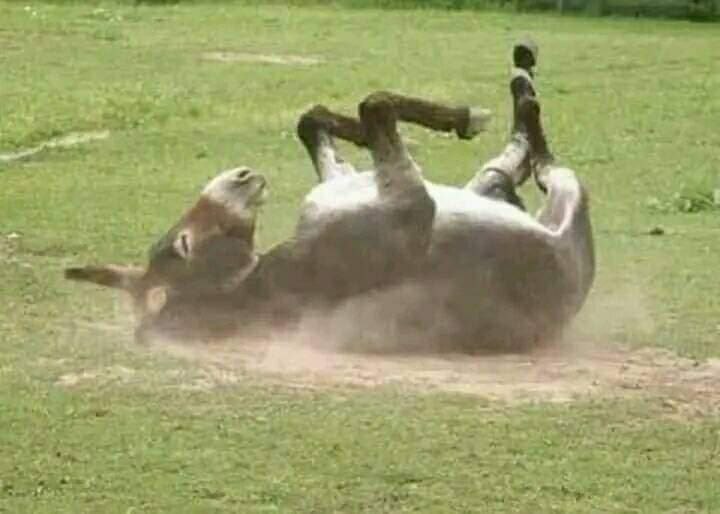 ماذا يفعل بلهجتكم
خلونا نشوف تنوع الهجات 
الكل يشارك🌚💔😂 

احنا بيفحر 😂

او بيتجعر🌚😂💔