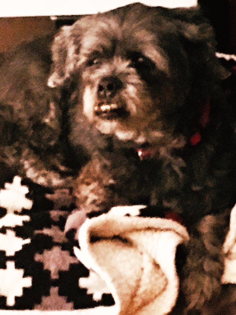 OnlyJutes's tweet photo. Itโs International Dog Day, let me celebrate this little guy! โค๏ธ๐ค๐ถ #JakeyTime #MyBaby https://t.co/uzfXoYJ0dd
