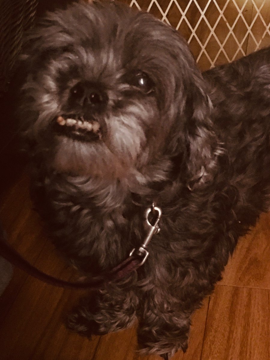 OnlyJutes's tweet photo. Itโs International Dog Day, let me celebrate this little guy! โค๏ธ๐ค๐ถ #JakeyTime #MyBaby https://t.co/uzfXoYJ0dd