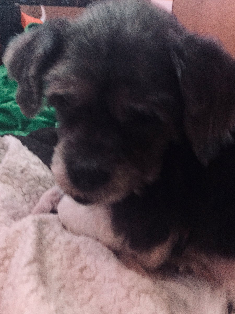 OnlyJutes's tweet photo. Itโs International Dog Day, let me celebrate this little guy! โค๏ธ๐ค๐ถ #JakeyTime #MyBaby https://t.co/uzfXoYJ0dd