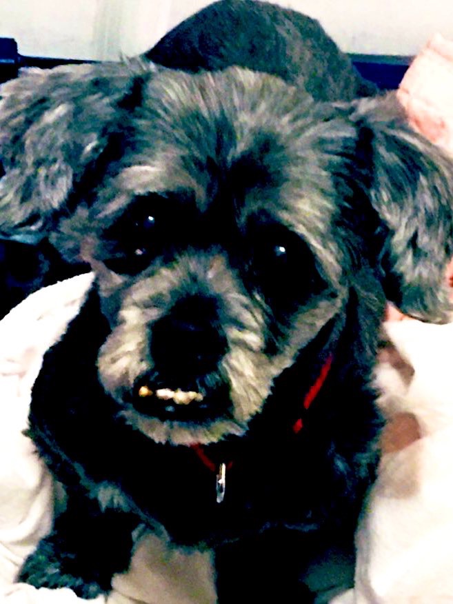 OnlyJutes's tweet photo. Itโs International Dog Day, let me celebrate this little guy! โค๏ธ๐ค๐ถ #JakeyTime #MyBaby https://t.co/uzfXoYJ0dd