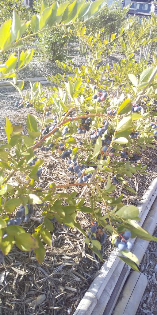 #あーみんの森 #ブルーベリー⁡ #ブルーベリー狩り #千葉県 #佐倉市  #佐倉市ブルーベリー狩り  #千葉県ブルーベリー狩り #千葉県観光スポット  #夏 #夏休み #観光  #半日観光  #レジャー #京成佐倉駅  #駅から徒歩10分