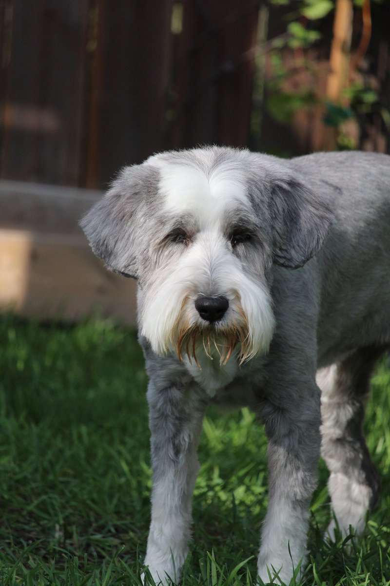 Happy National Dog Day.
#nationaldogday #Beardedcollie