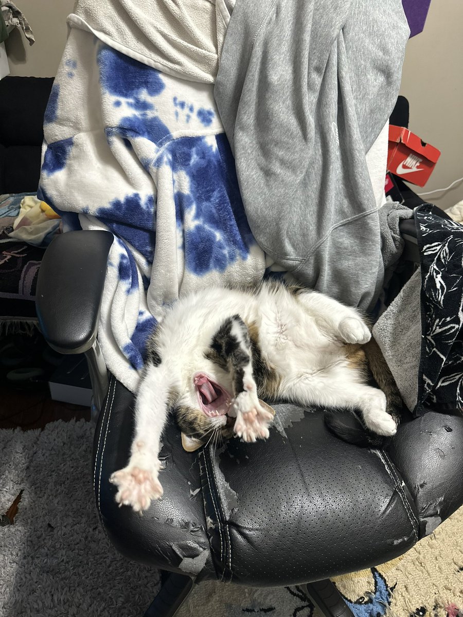 Lowpaidgary's tweet photo. @aquaismissing @BitSkinsCom Silly cat pic https://t.co/zuOhcimKnn