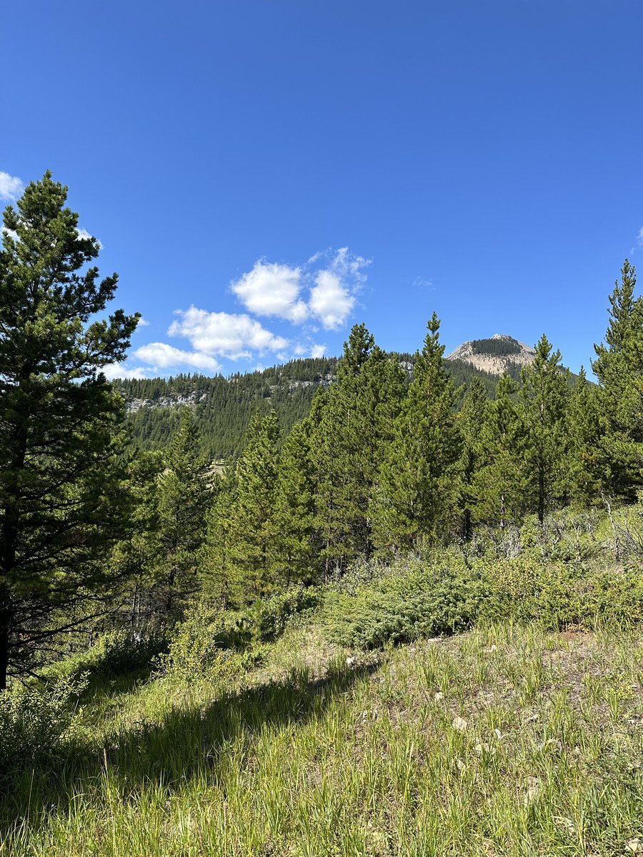 Nat Miletic tweet media