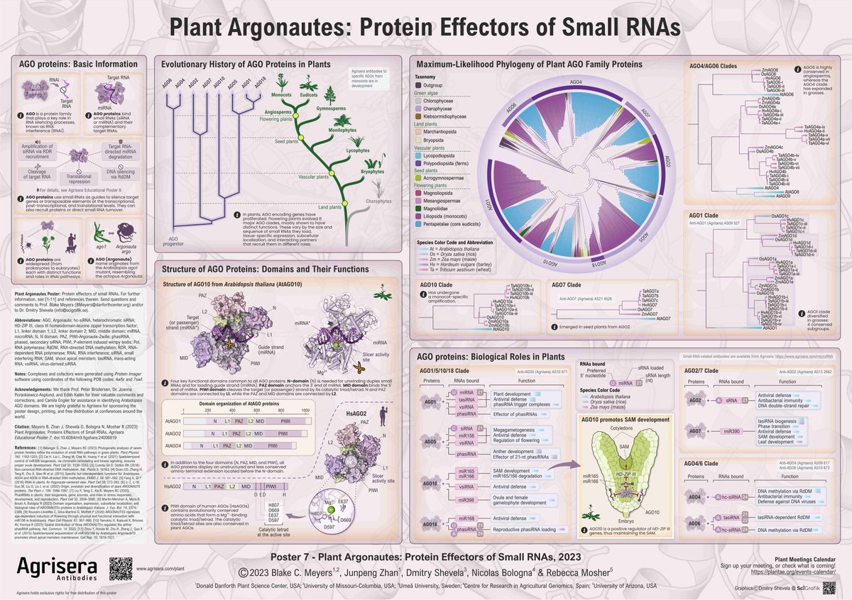 Delighted to share Agrisera Educational Poster 7 - "Plant Argonautes: Protein Effectors of Small RNAs" designed by <a href="/SciGrafik/">Dmitry Shevela 🇺🇦</a> 🇸🇪. Huge thanks to the experts from 🇺🇸 and 🇪🇸 for amazing collaboration and to <a href="/agrisera/">Agrisera</a> 🇸🇪 for sponsoring this project: agrisera.com/en/educational…