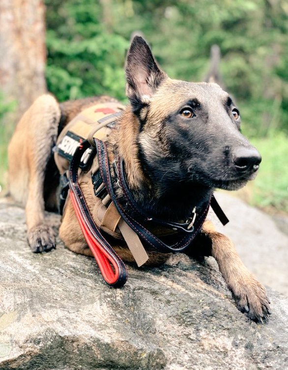 Airfemale14's tweet photo. National Dog Day! π
He Was A Beauty! β€οΈ #DeltaForce πΊπ² #CombatMissions
#WorkingDog #Military
#NationalDogDay #Dogs https://t.co/4K1MIUItzG