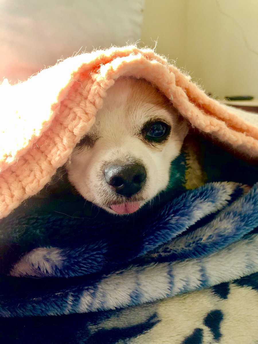 Happy #NationalDogDay 
Share your adorable fur-buddy pics!!