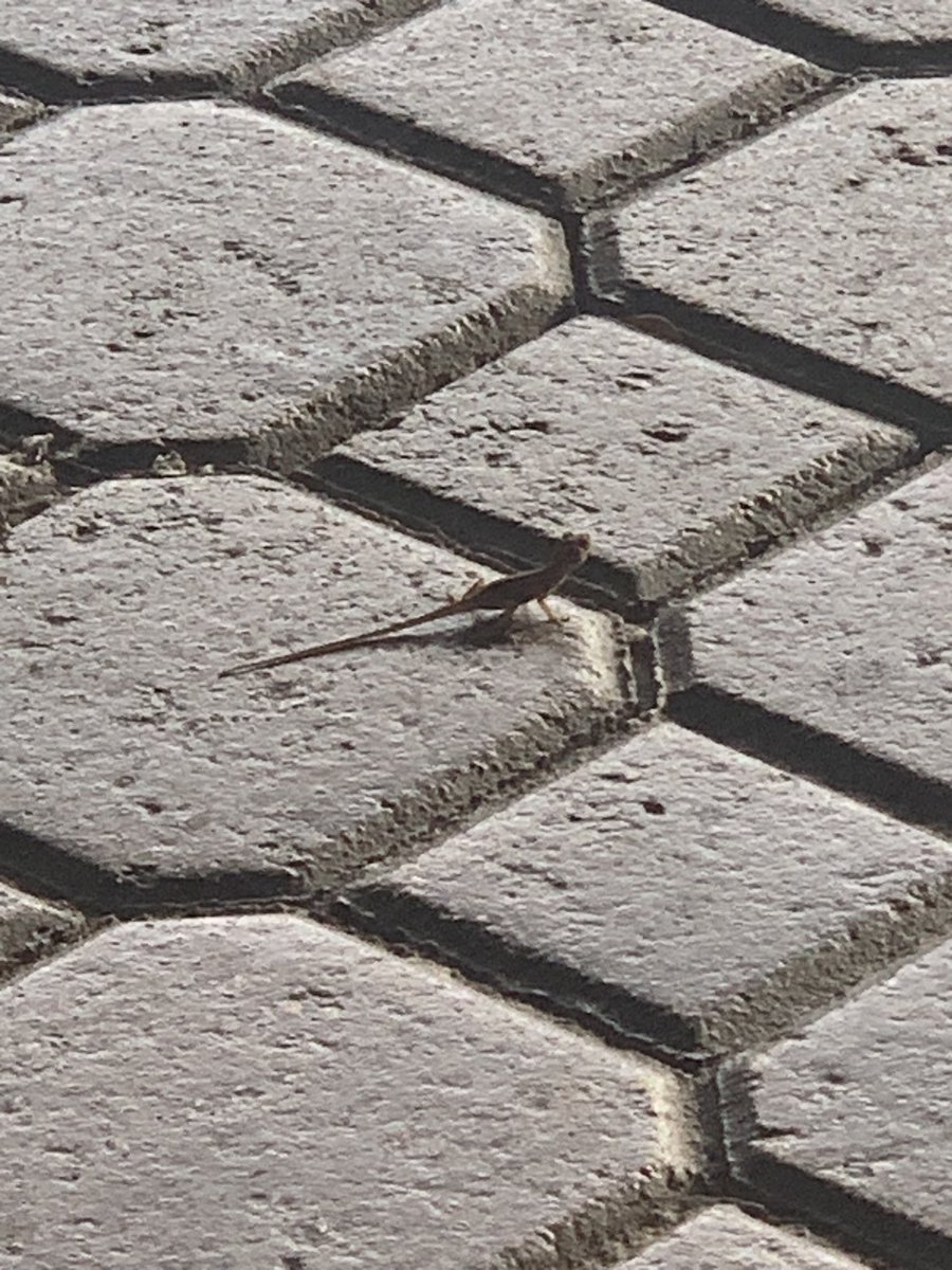 BayAreaReaper's tweet photo. @FlyFrontier  meet our new mascot! Jerry the lizard https://t.co/yee3jAS2XJ