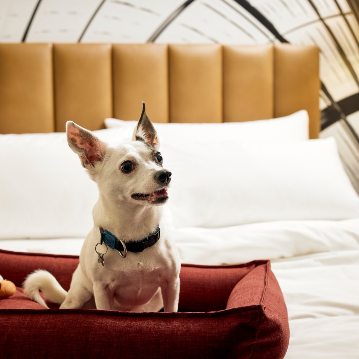 Doggonit we LOVE our pups. ❤️ 🐾 

Treat your best furry friend to a luxe night with Archer, and we'll make sure that they're paw-sitively pampered.