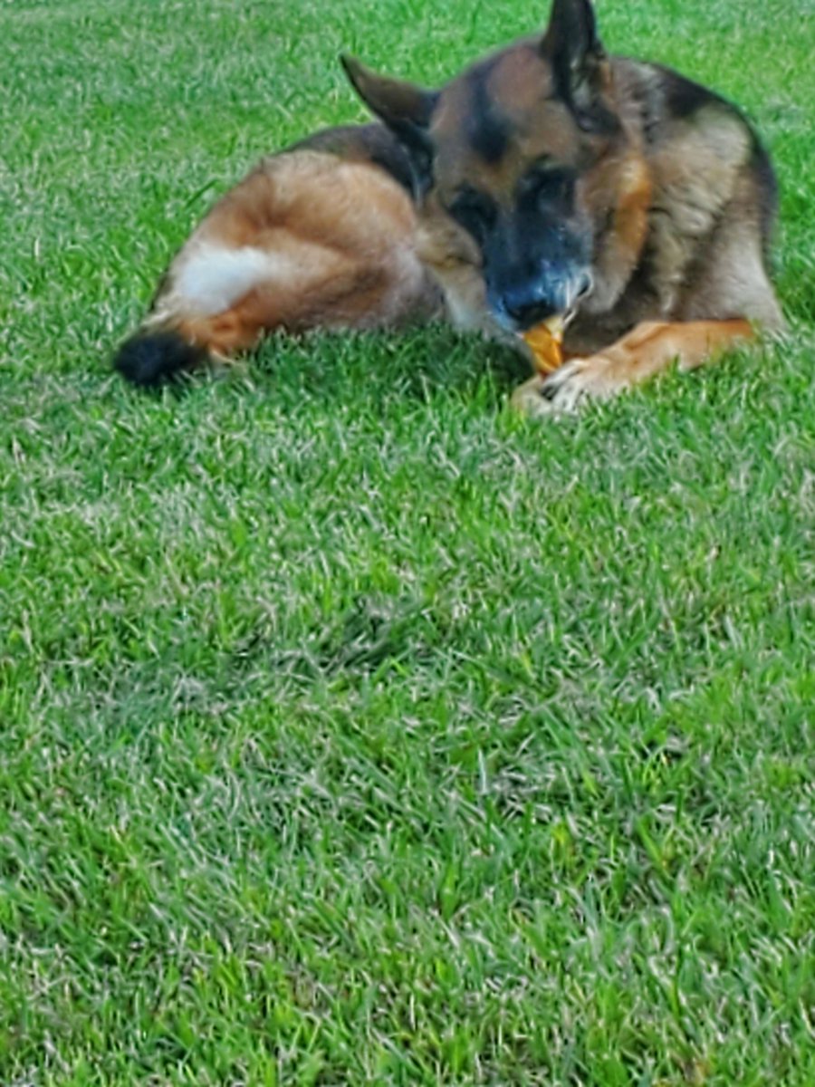 beetzgurl's tweet photo. She absolutely loves her treats ..takes that bone and goes to the same spot in the yard every time. https://t.co/1u1Hvrli4Z