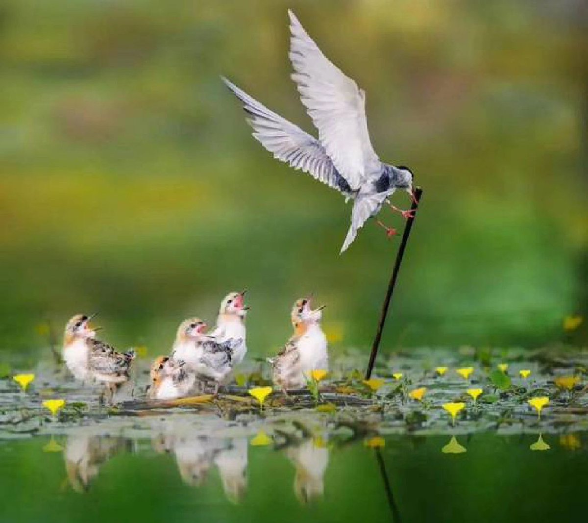 HugoJuhauhsdd's tweet photo. 👍All mothers in the world are great, including animals, such touching and beautiful images. 🦜🕊️#photography #birds https://t.co/U0GbW9WhYQ