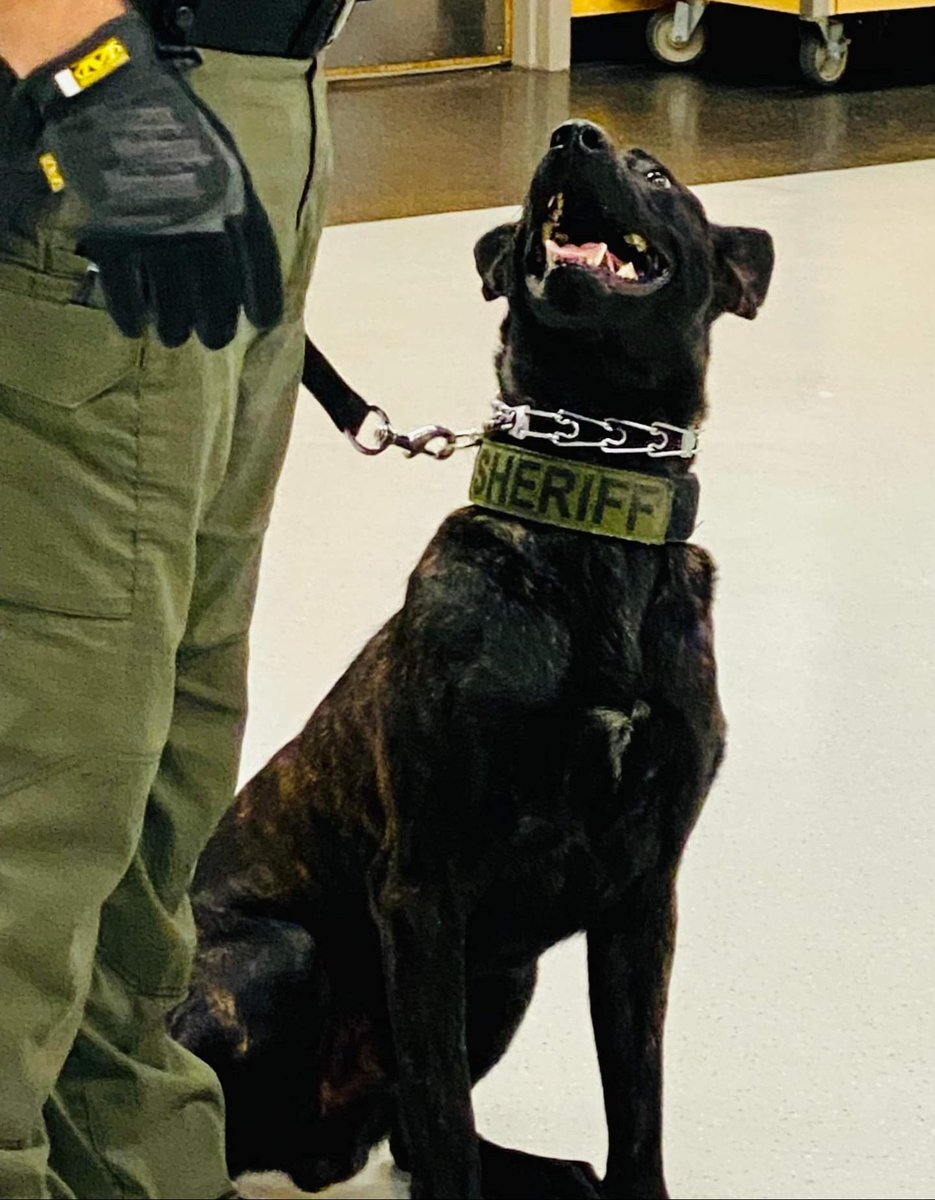 K9SgtEdwards's tweet photo. Happy National Dog Day to my partner Kratos!  🚔 🐕 https://t.co/iC7ksdd39R