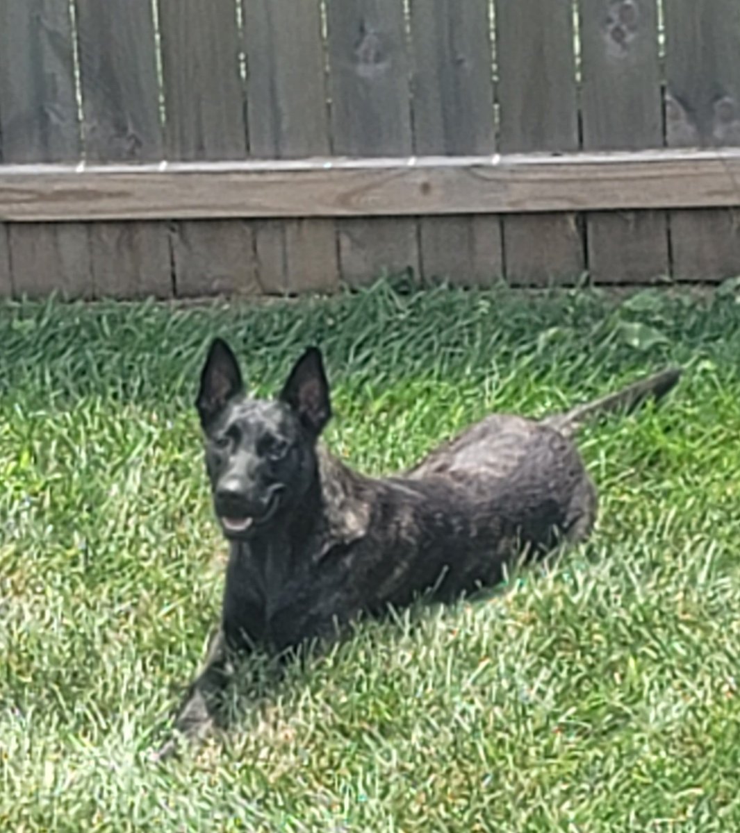 K9SgtEdwards's tweet photo. Happy National Dog Day to my partner Kratos!  🚔 🐕 https://t.co/iC7ksdd39R