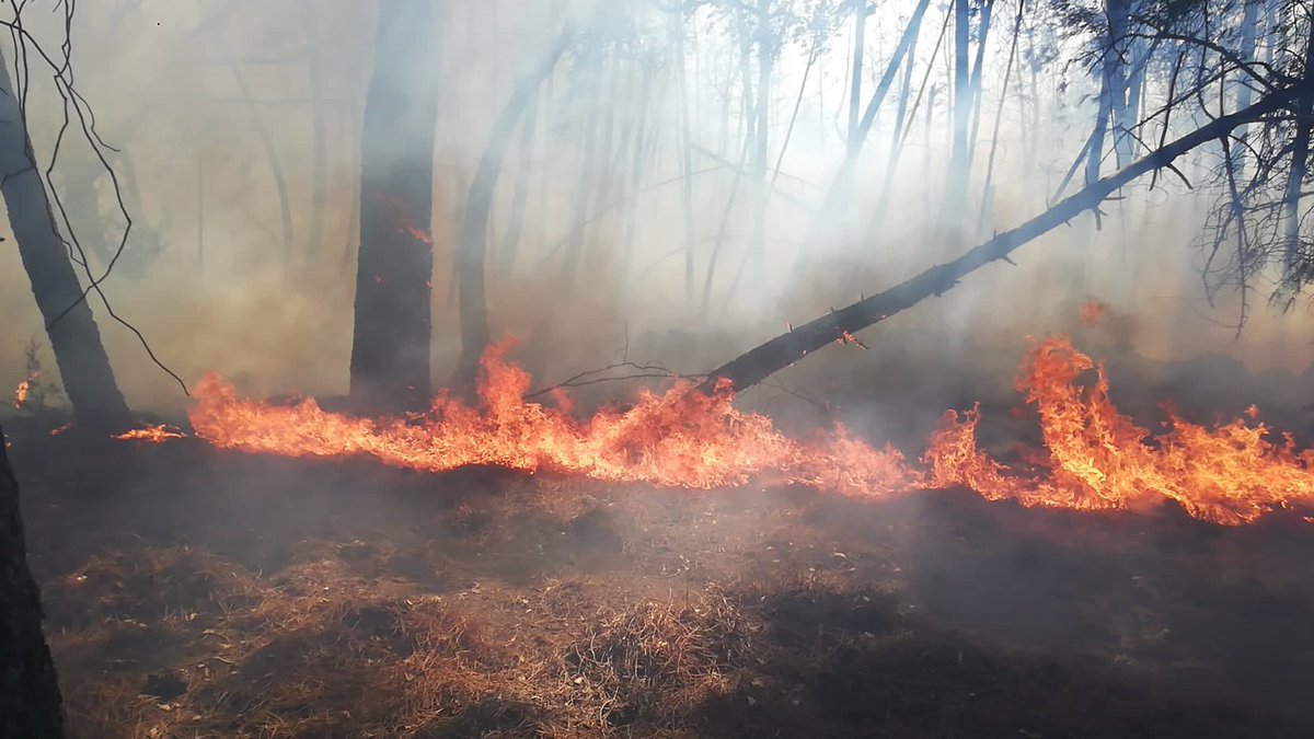 LolaNavarroArg's tweet photo. Infinita gratitud por la rápida actuación que ha sido la clave en la extinción del incendio de #IFSantaMariaDelTietar.
La colaboración y coordinación entre las #CCAA y los servicios de Emergencia #112CMadrid, #INFOCAL y los cuerpos de Seguridad del Estado lo han hecho posible. https://t.co/9E723nY2vC