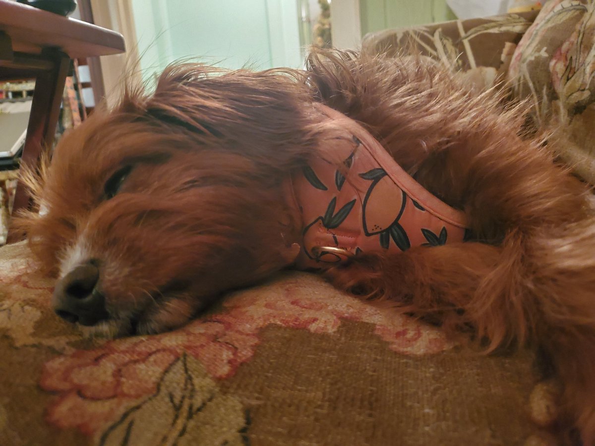 MistyEMcD's tweet photo. @FetchRewards We love our doggo Maggie and our kitty cats as well! https://t.co/2zqkJLsslo